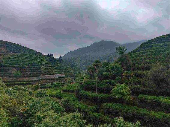潮州市30個鎮、茶區納入地理標志產品保護范圍